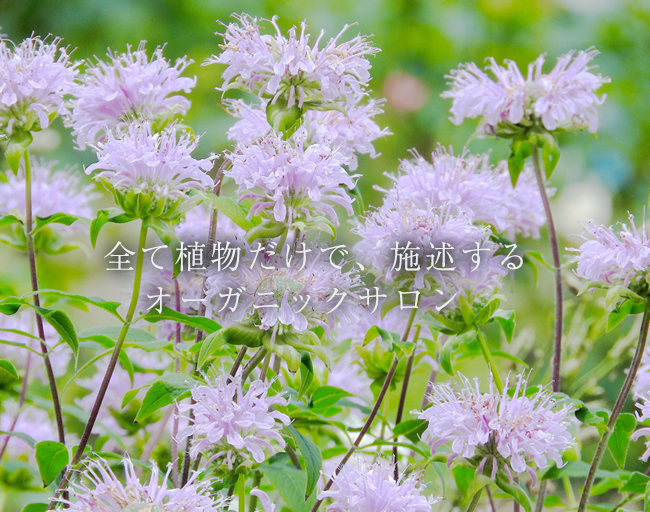 植物,美容室,読谷,アスマラ