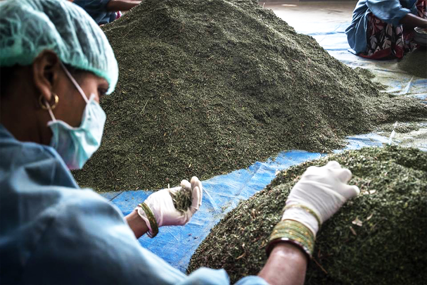 ヘナカラー ヘナ