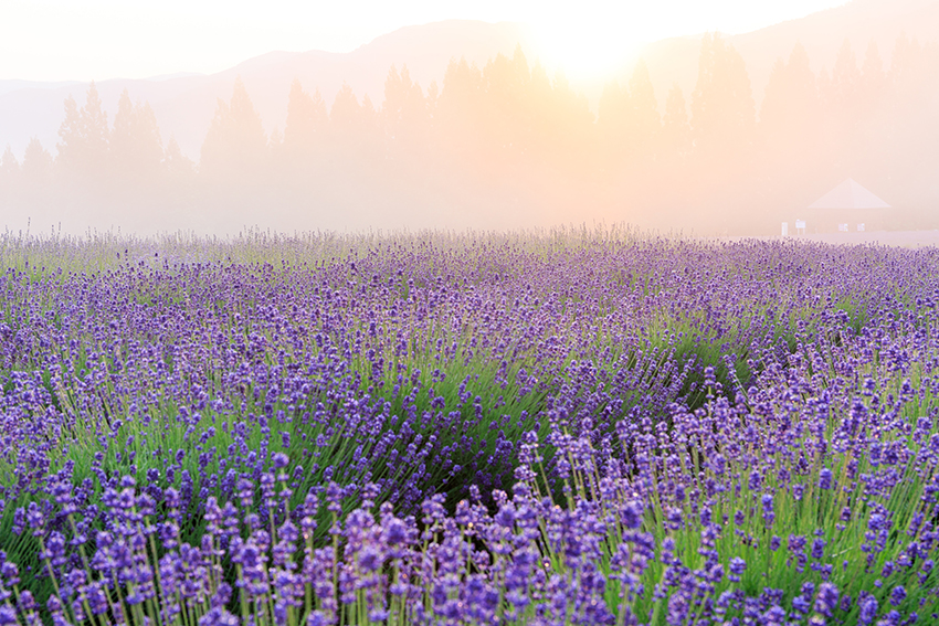 オーガニックヘアカラー,ヘナ,美容室,読谷,アスマラ